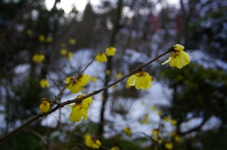 _IGP7253