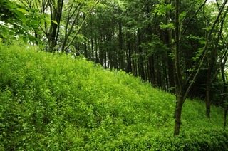 _IGP3407