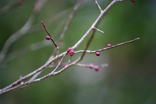 _IGP6947