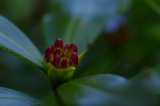 _IGP7069