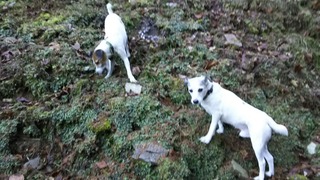 ビルも頑張ってみた