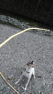 なが〜い枝