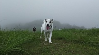 天空の遊び場は霧の中