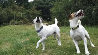ボール♪