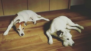 Wまったりはん