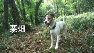 栗畑