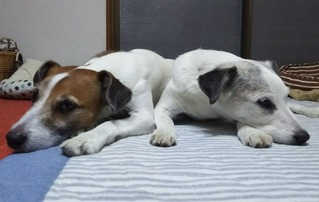 仲良し父子