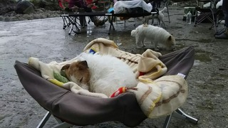 くぅちゃんZzz...