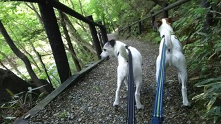 渓谷沿いをお散歩♪