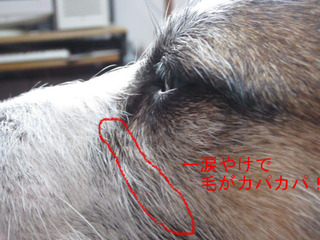 �ޤ䤱��