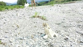 流木?