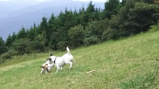 ディスクっこのくせに