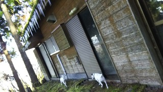 ツララ