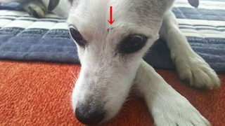 柴犬に咬まれた!