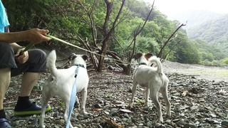 祖谷の川原
