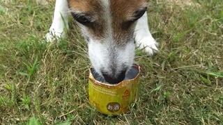 にわか水飲みボウル