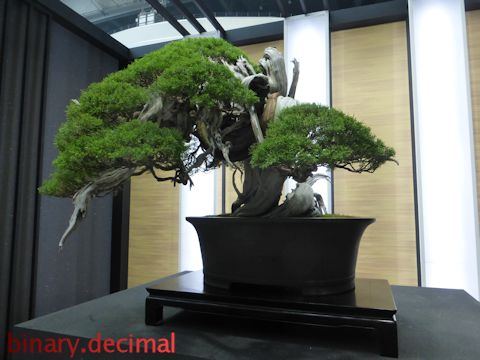 5_樹齢千年超の真柏・飛龍
