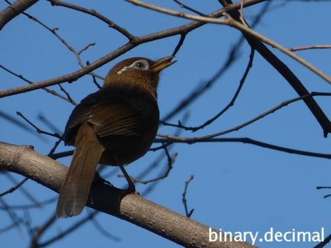 長池公園のガビチョウ