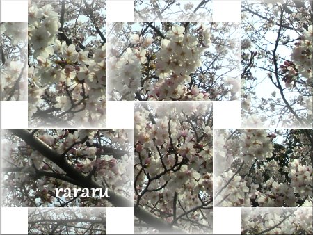 ららる 桜