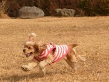 ���꡼�ʡ����롪��