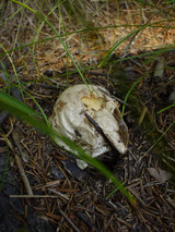47ab4254.jpg
