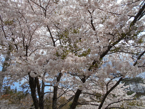 桜満開