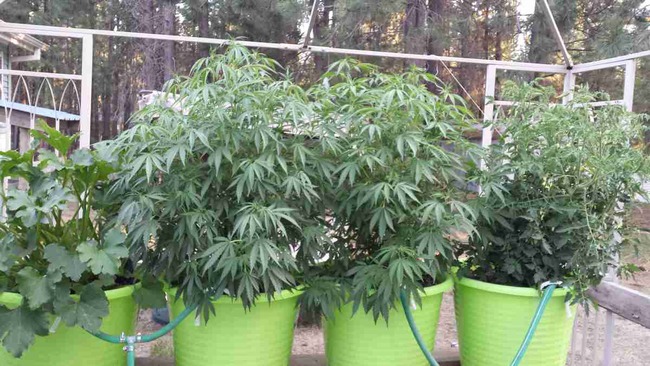 greencontainer-jesusog-july