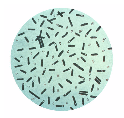 Clostridium_botulinum