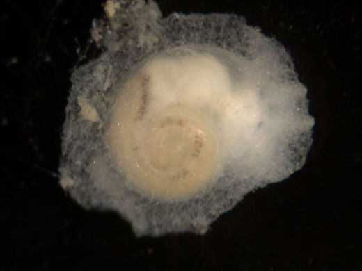 antarcticsp6-gastropod
