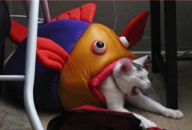 KFBhegY