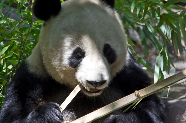 panda-bear-1372644379YBy