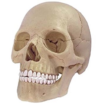 41iQpUB1fxL._SX342_