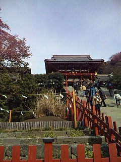 hachi