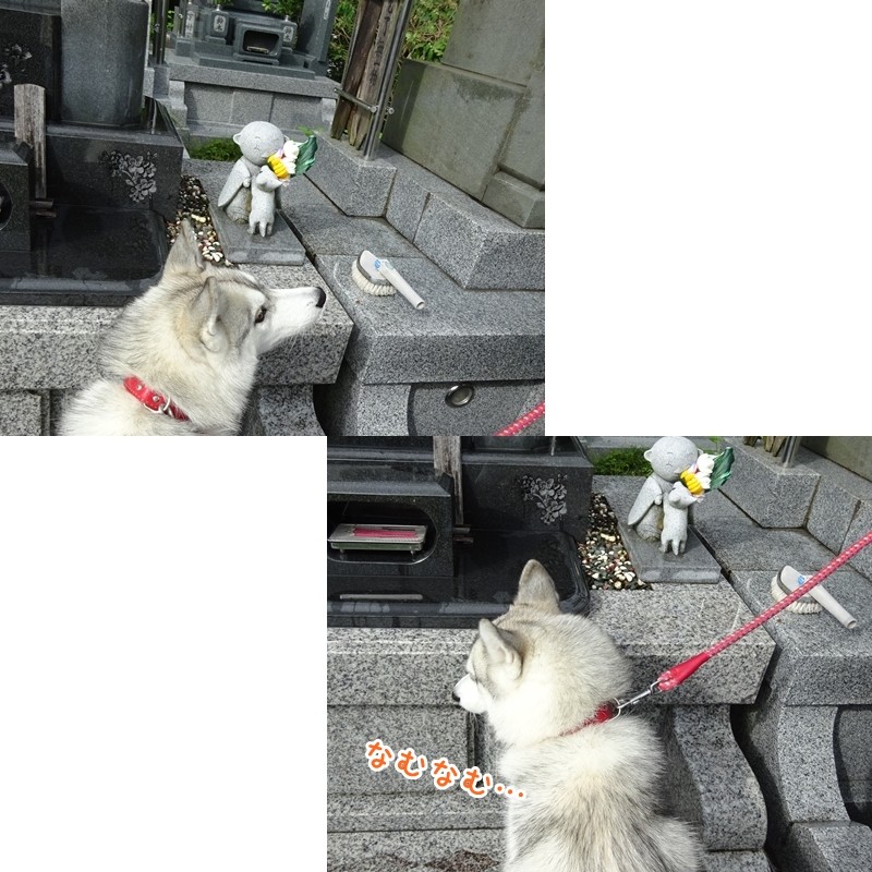 ゆんにも