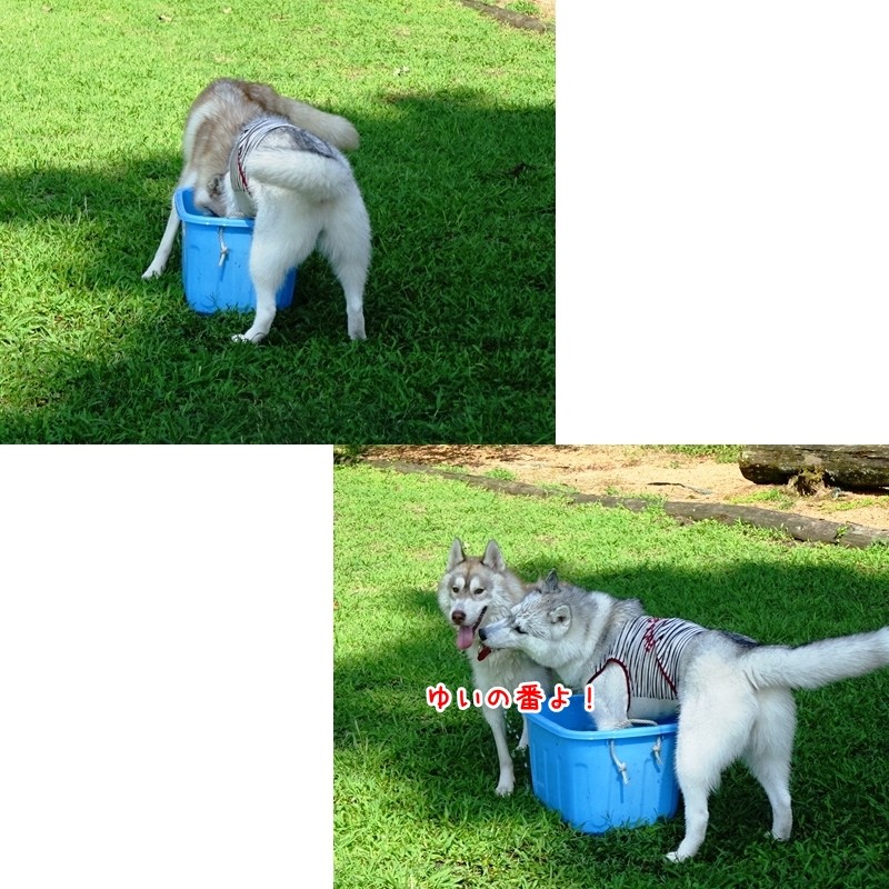蔵乃助とゆい