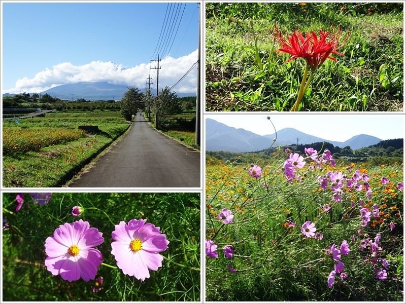コスモスと彼岸花