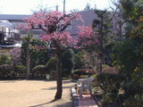 玉川学園前の紅梅と東京ビッグサイト
