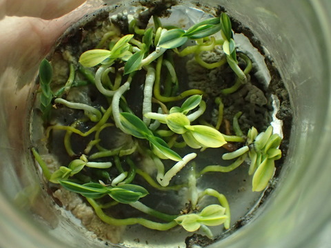 P6030086