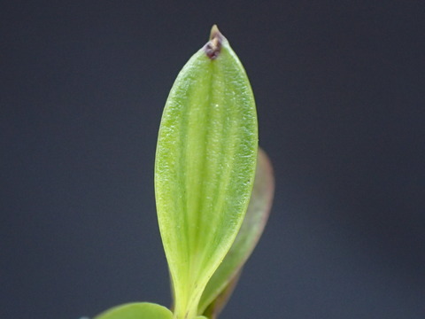 P6030076