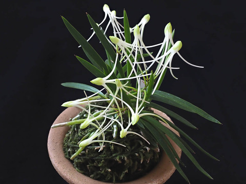 花纏