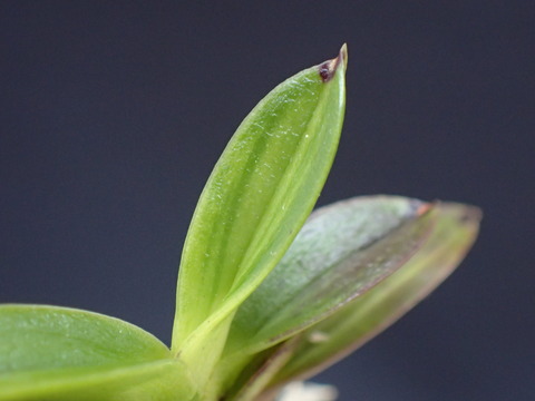 P6030075