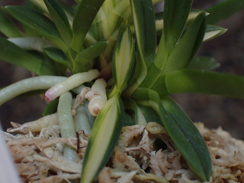 P7060014