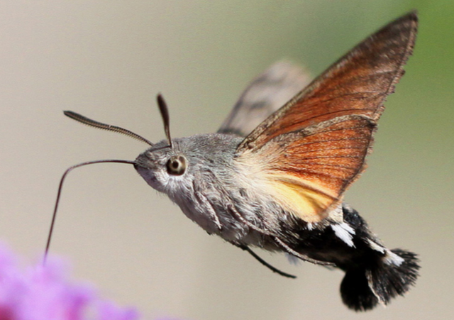 スズメなどの小型の鳥にしか見えない蛾 クロスキバホウジャク がかわいい Dangerous Insects