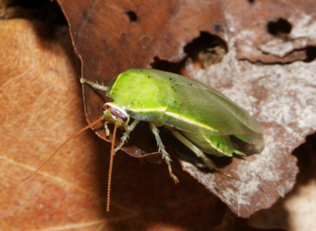 美しいゴキブリ 緑色の グリーンバナナローチ Dangerous Insects