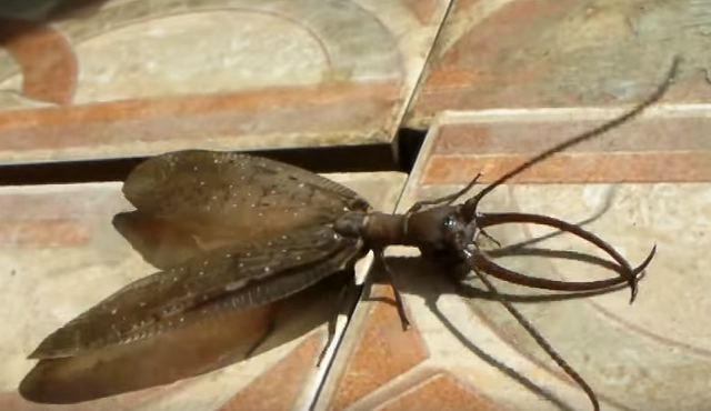 中国で世界最大のヘビトンボが発見される : Dangerous Insects 中国で世界最大のヘビトンボが発見される : Dangerous Insects