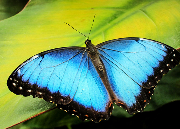 世界一美しい蝶といわれる モルフォチョウ の世界 Dangerous Insects