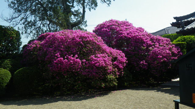 金剛寺_ツツジ