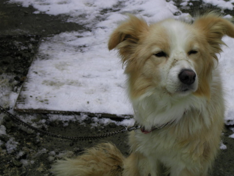 �ߥ��� 007