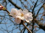 sakura