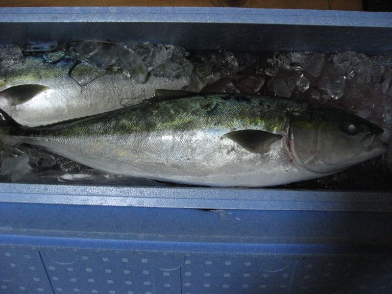 19.伊島の波止場にて
